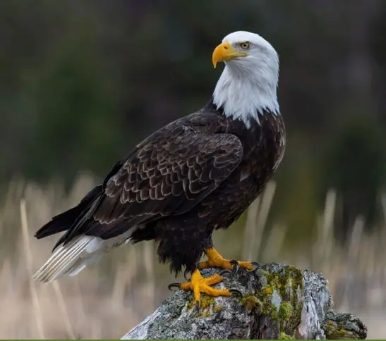 A bald eagle sitting on top of a tree stump.
