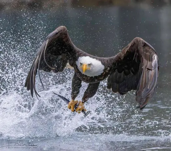 A bald eagle is flying over the water.