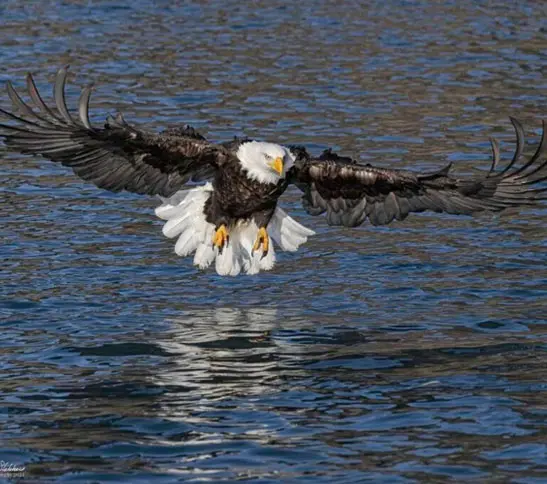 A bald eagle flying over water with its wings spread.