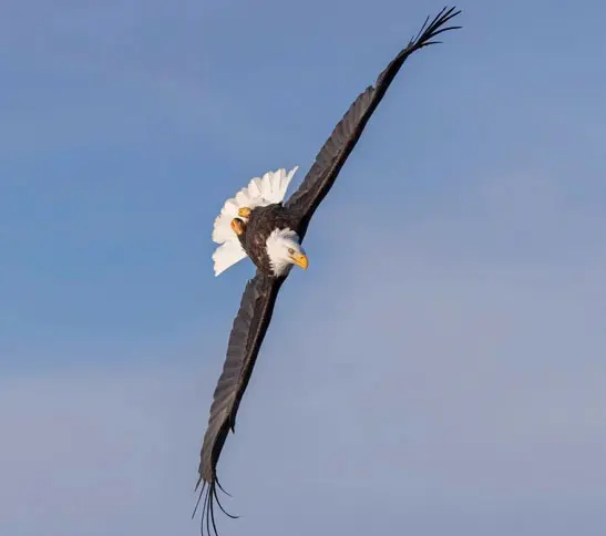 A bald eagle flying in the sky with its wings spread.