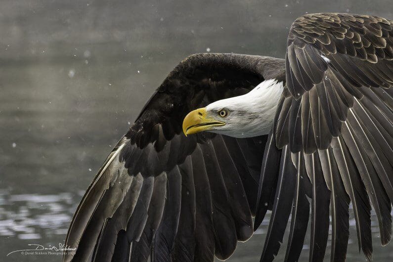 A bald eagle flying in the air with its wings spread.