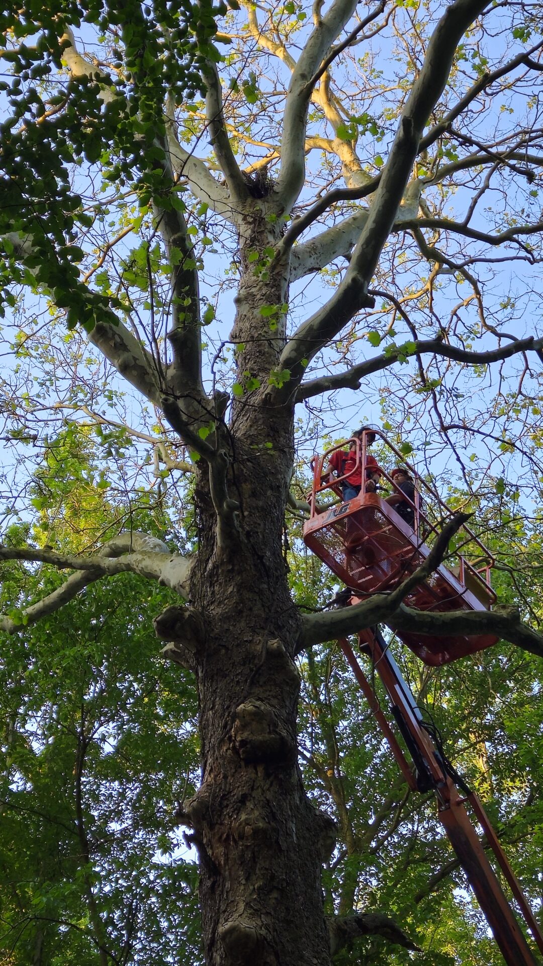 A man in a cherry picker is up high on the tree.