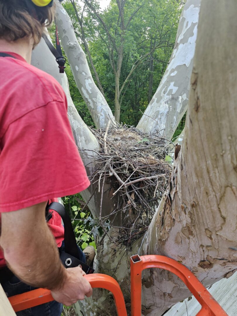 A man is holding a saw and looking at the nest.