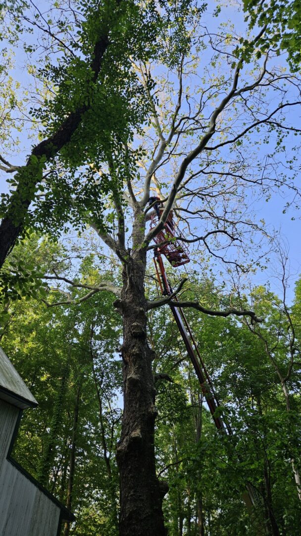 A man is in the air on a ladder.