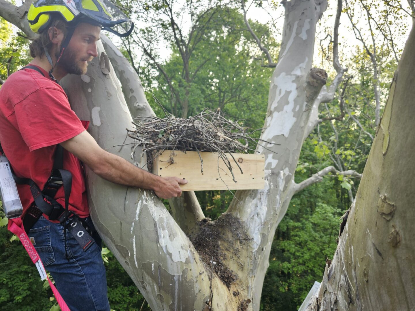 A man in red shirt holding a box on tree.