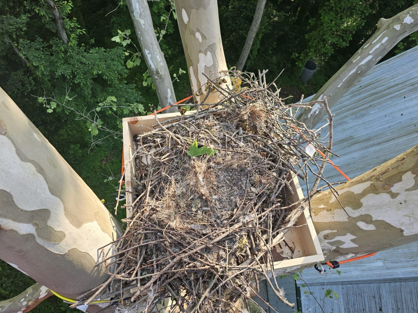 A box with branches and sticks in it