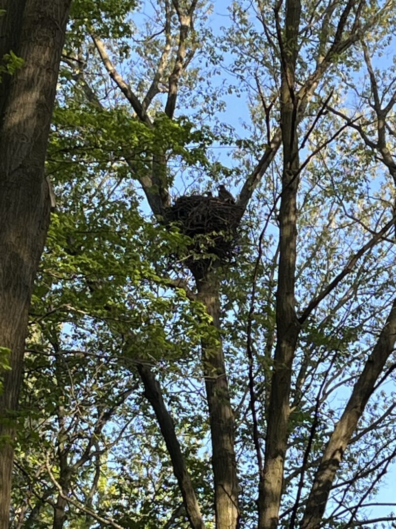 A bird sitting in the middle of a tree.