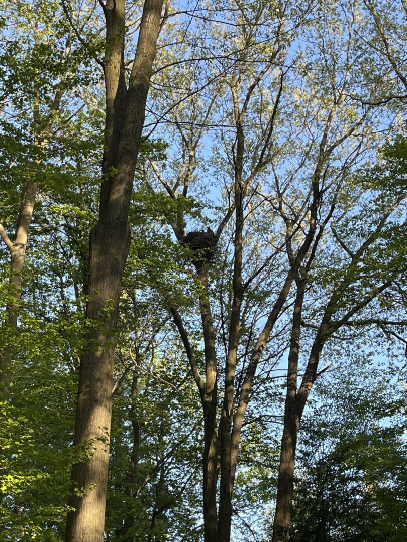 A bird sitting in the middle of trees.