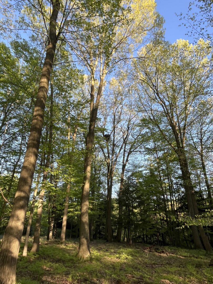 A forest with trees and blue sky in the background.