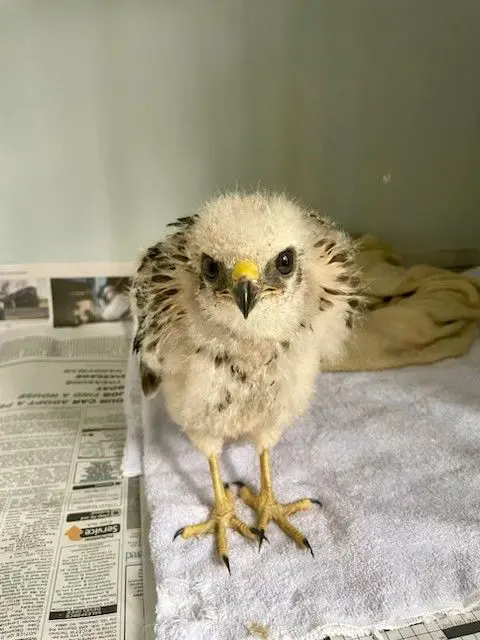 A small bird sitting on top of a blanket.