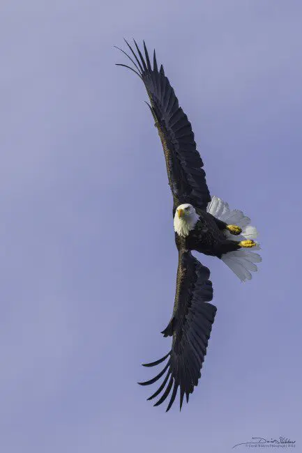 A bald eagle flying in the sky with its wings spread.