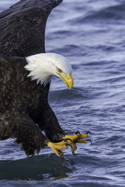 A bald eagle is standing in the water.
