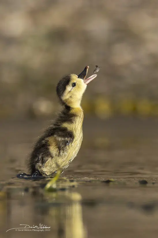 A duck sitting in the water with its head up.