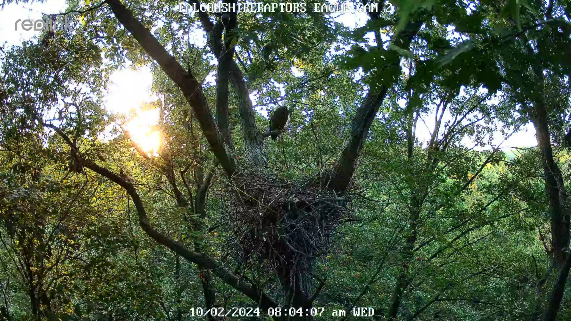 Eagle perched in a large tree nest.