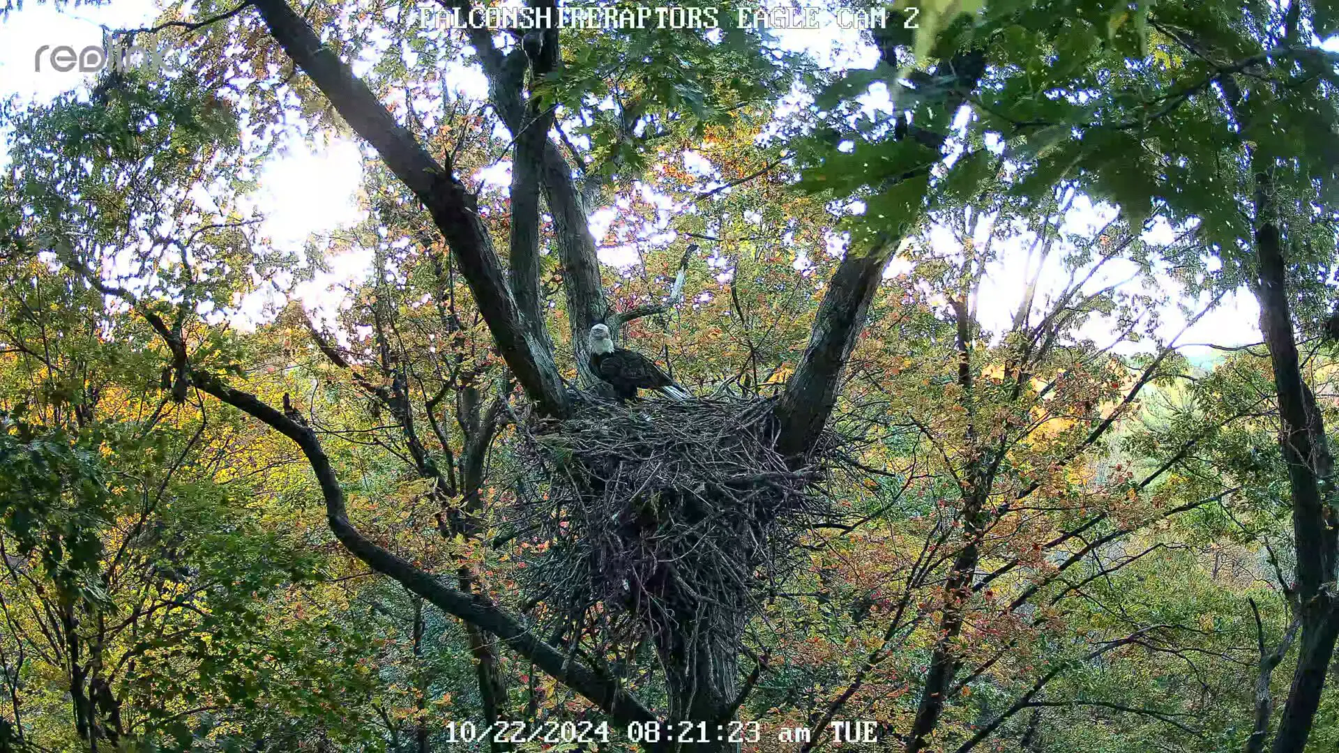 Bald eagle perched on a large nest.