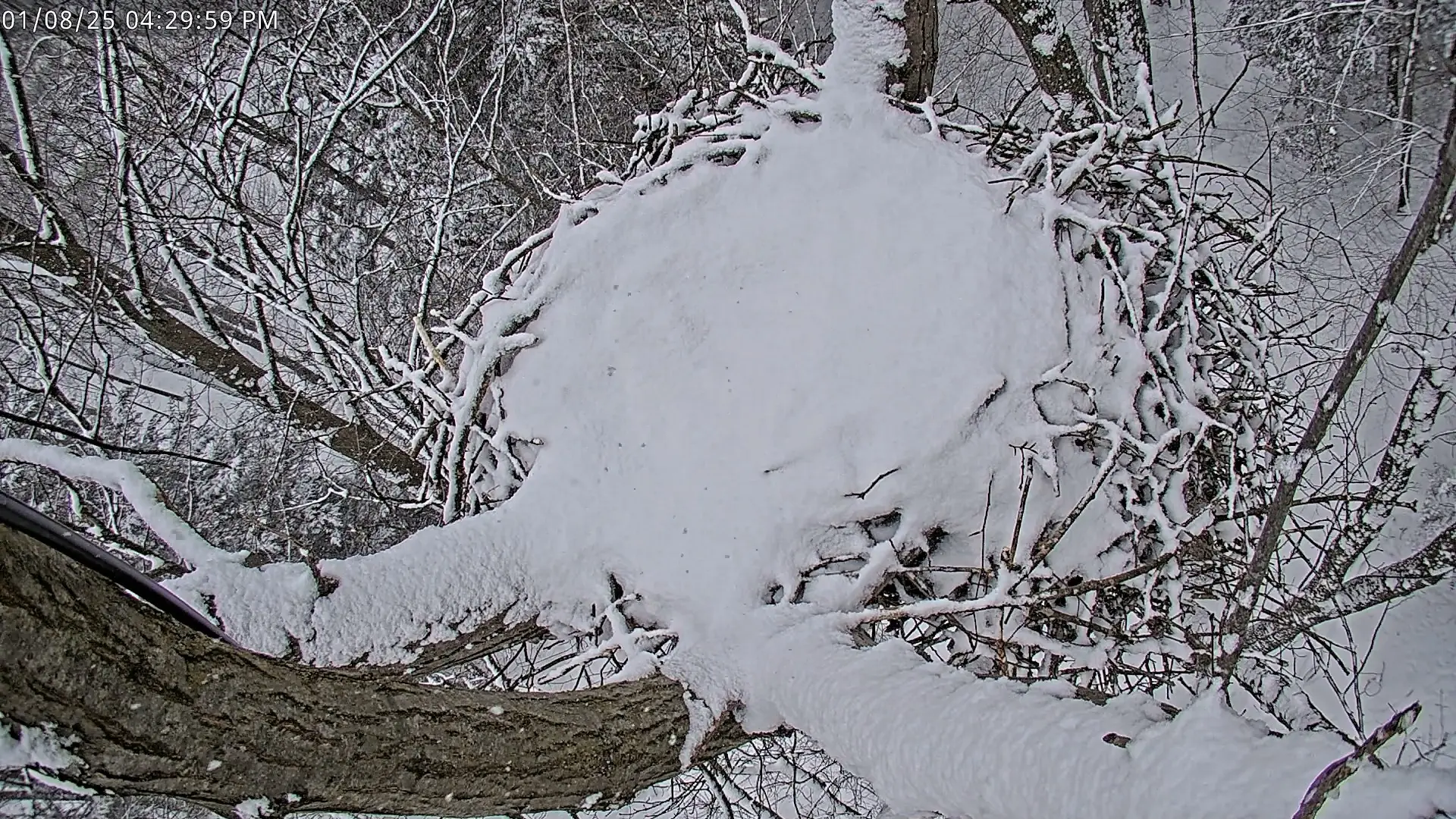 Snow-covered tree branches and nest.