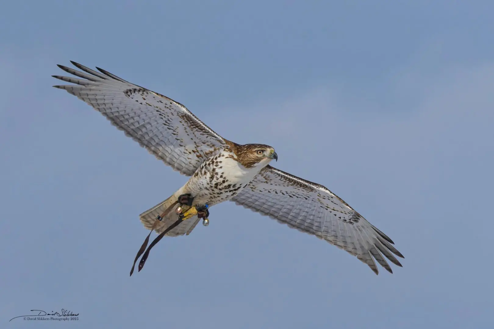 Mischief - red tail hawk on hunt 20250125