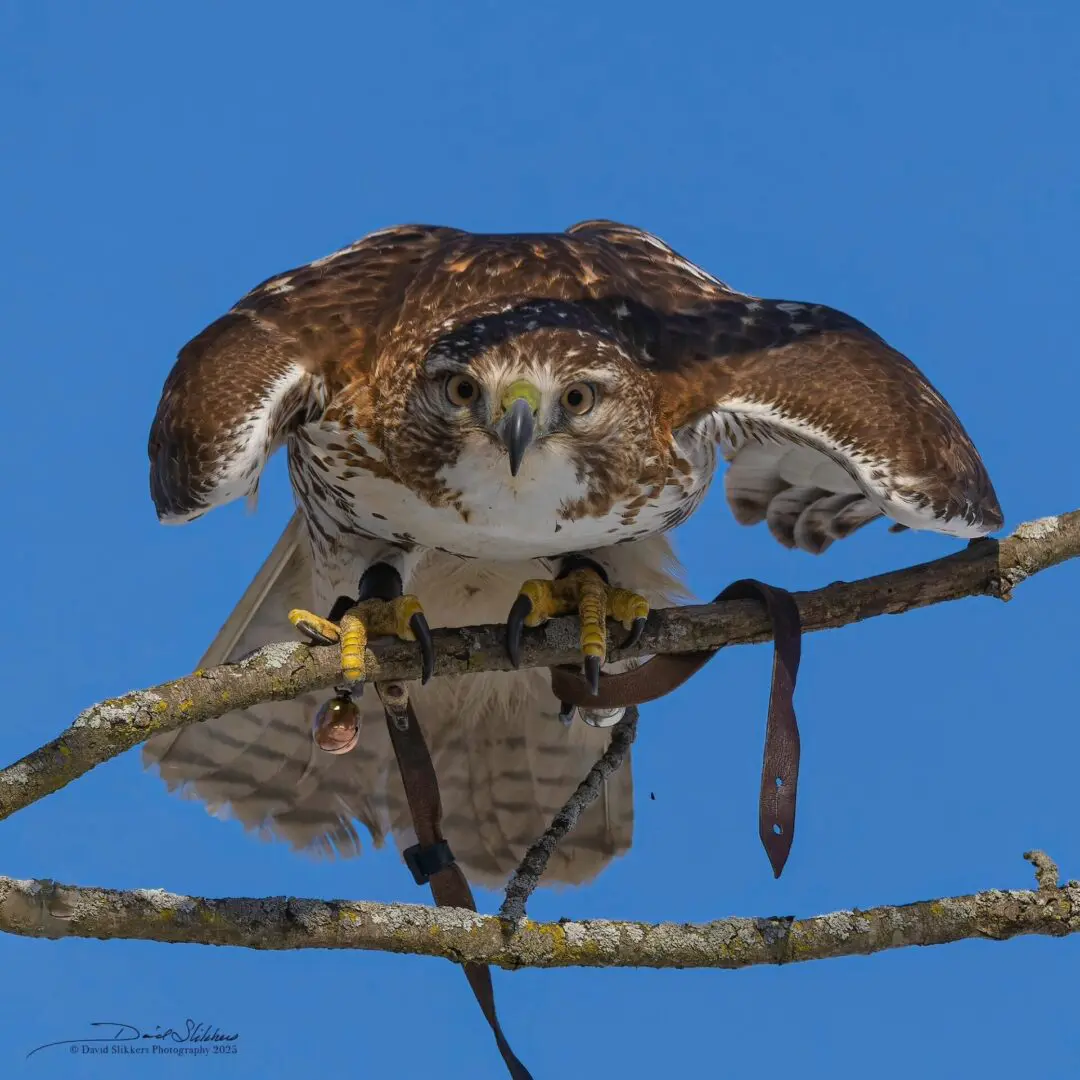 Mischief - red tail hawk on perch during hunt 20250125