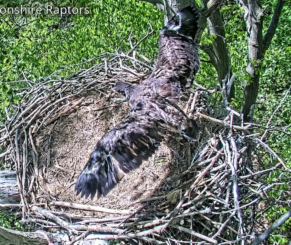 Storm wing span May 19 Storm wing span May 19