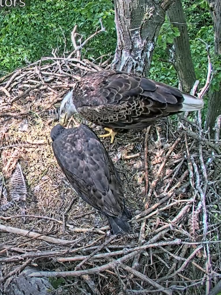 Two falcons perched on a tree branch.