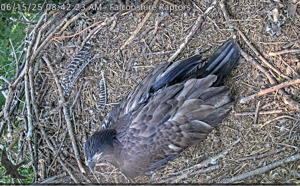 Close-up of 10-week-old falcon chick.