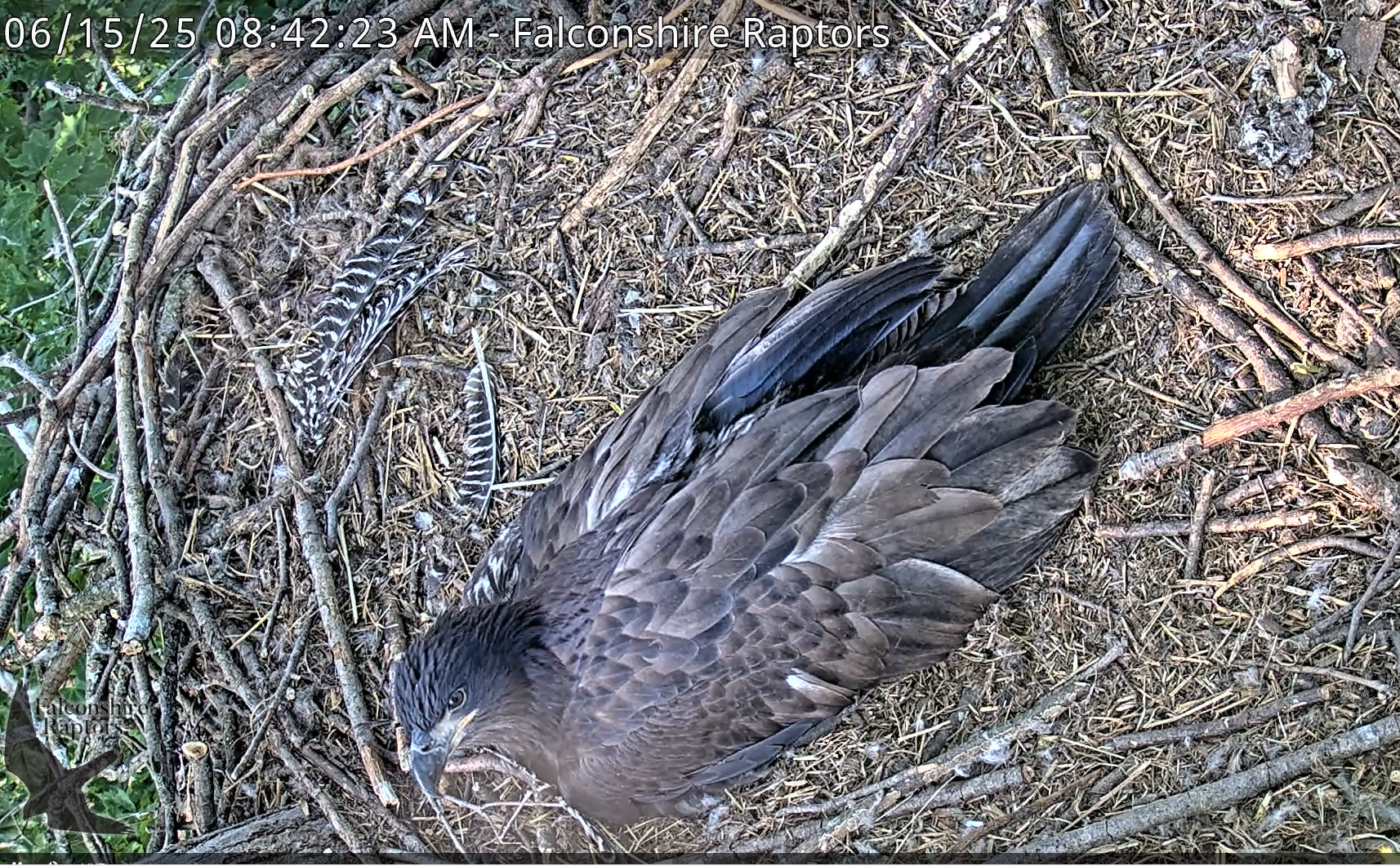 Storm at 10 weeks Close-up of 10-week-old falcon chick.
